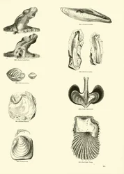 Seite aus dem Bildmuseum der belebten Natur