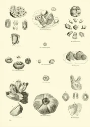 Seite aus dem Bildmuseum der belebten Natur