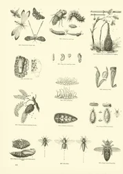 Seite aus dem Bildmuseum der belebten Natur