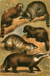 Panda, Waschbär, Amerikanischer Waschbär, Vielfraß und Dachs