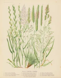 Weidegräser