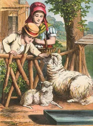 Ein Schaf streicheln