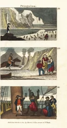 Pinguine in Südamerika, Patagonische Riesen in Tierfellen und Patagonier erfreut über den Anblick eines Spiegels auf Captain Samuel Wallis