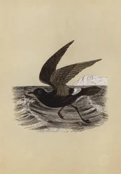Sturmvogel