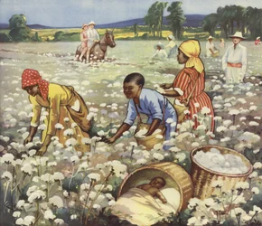 Baumwollernte auf einer amerikanischen Plantage