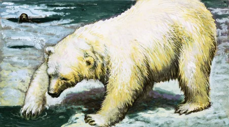 Eisbär beim Fischen