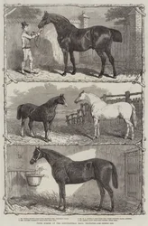 Preispferde in der Agricultural Hall, Islington (Gravur)