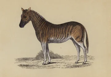 Quagga