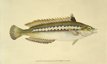 Regenbogenlippfisch, Pl.96 aus "Die Naturgeschichte der britischen Fische", veröffentlicht von E. Donovan und F.C. & J. Rivington