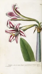 Rot-weiß gestreifte Lilie, 1799-1810