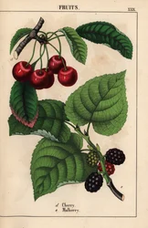 Rote Kirschen und Maulbeerfrucht, aus 