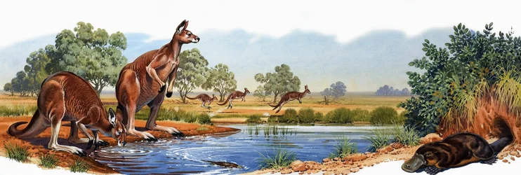 Roter Känguru und Schnabeltier