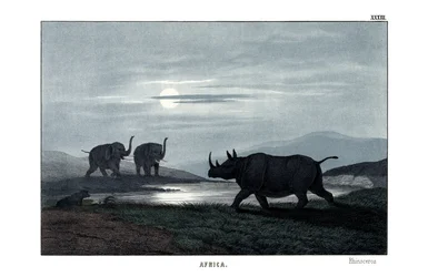 Nashorn