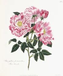 Rosa gallica, 1796-1799