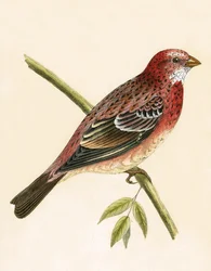 Rosenroter Gimpel, Illustration aus 