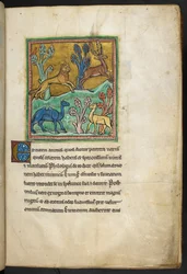 Ein Leopard jagt einen Hirsch, mit einem Kamel und einem anderen Tier