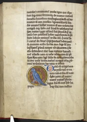 Wiedehopf, aus Bestiarium