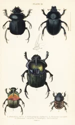 Heiliger Pillendreher, Scarabaeus sacer 1, Mistkäfer, Onthophagus nuchicornis 2, Coprophanaeus lancifer 3, Sulcophanaeus carnifex 4, und Gemeiner Mistkäfer, Geotrupes stercorarius 5