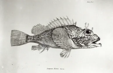 Skorpionfisch, Tafel 8 aus 