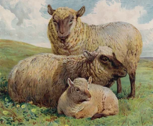 Schafe und Lämmer