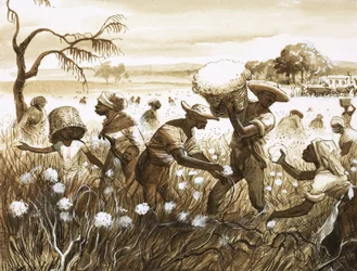 Sklaven pflücken Baumwolle