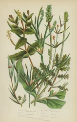 Kleines Laichkraut, Grasartiges Laichkraut, Spitzblättriges Laichkraut, Grasartiges Laichkraut, Krauses Laichkraut