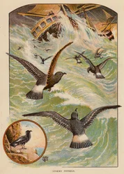 Sturmvögel