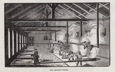 Zuckerproduktion (Gravur)