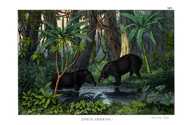Tapir