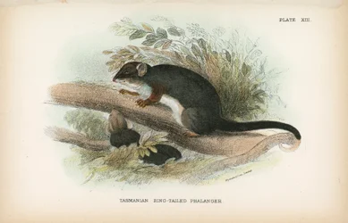 Tasmanischer Ringbeutler