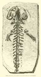 Der Andrias, oder große Salamander von Oeningen