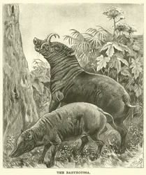 Das Babirusa