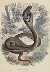 Die Kobra Da Capello