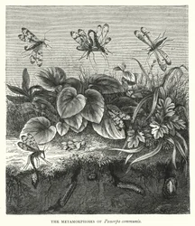 Die Metamorphosen von Panorpa communis