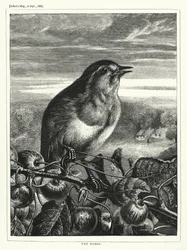 Das Rotkehlchen (Gravur)