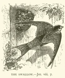 Die Schwalbe, Jeremia, viii, 7 (Gravur)