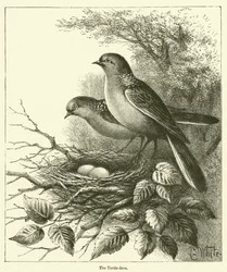 Die Turteltaube