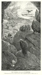Der Geier oder Adler der Schrift