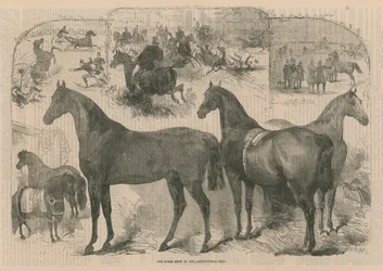 Die Pferdeschau in der Landwirtschaftshalle