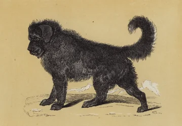 Tibet-Hund