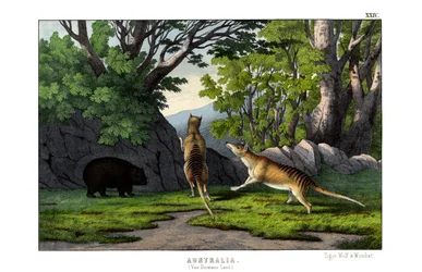 Tigerwolf