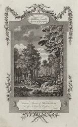 Verschiedene Affenarten auf der Insel Ceylon
