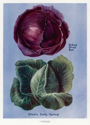 Gemüseanbau-Führer: Kohl