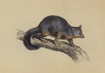 Fuchskusu