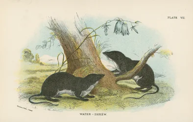 Wasserspitzmaus