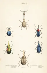 Rüsselkäfer: Attelabus longicollis 1, Attelabus gemmatus 2, Attelabus ruficollis 3, Byctiscus populi 4, Rhycnhites pubescens 5, und Rhynchites collaris 6