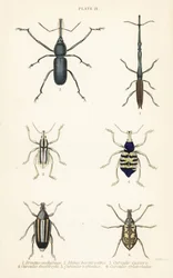 Rüsselkäfer: Brentus ancharago 1, Rhina barbirostris 2, Curculio cuviera 3, Eupholus geoffroyi 4, Larinus ursus 5 und Curculio sphacelatus 6