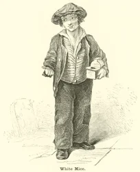 Weiße Mäuse