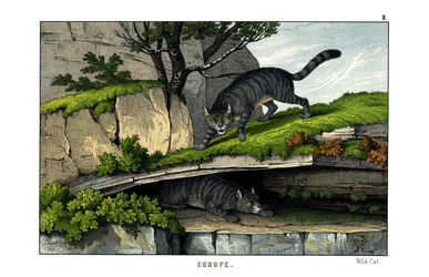 Wildkatze