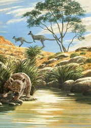 Wombat und Kängurus